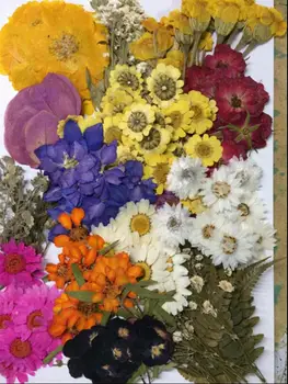 260pcs Basıldığında Çeşitli Kurutulmuş Çiçekler Yaprak Takı Kolye Yüzük Küpe Bitki Bitki Aksesuar Yapma Çiçek
