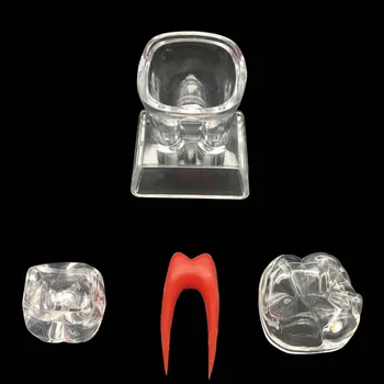 Diş demonstrasyon modeli Plastik Dişler model Molar Kristal Tabanı Ayrılabilir separe Öğretim