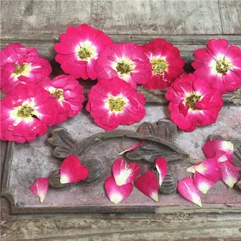 Kızıl Çin Çiçek Kurutulmuş Kartpostal Dekorasyon İçin 36 Adet Ücretsiz Gönderi Çiçek Sanat Hediyeler Kurutulmuş Gül