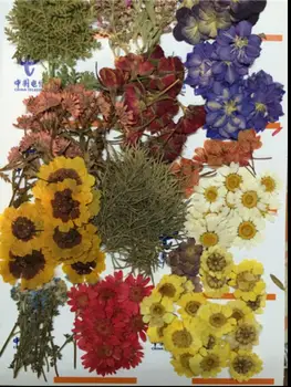 260pcs Basıldığında Çeşitli Kurutulmuş Çiçekler Yaprak Takı Kolye Yüzük Küpe Bitki Bitki Aksesuar Yapma Çiçek