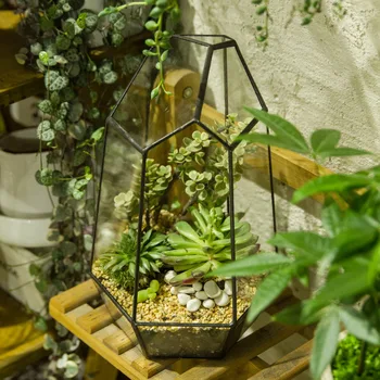 Bonsai Düzensiz Cam Kutu Masa üstü Sulu Cam Geometrik Teraryum bahçe Saksı Çiçek saksısı de fleur Yosun Eğrelti Minyatür