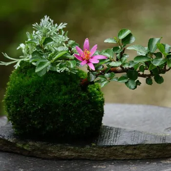 Bahçe Evi BalconyP1 İçin doğal Yosun Topu BONSAİ Yeşil Sphagnum Moss Moss Yüzey Bonsai Dekoratif Çiçek & Çelenk